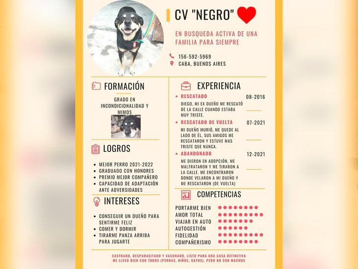 El CV de "Negro", que busca un nuevo hogar con una familia que le cariño.