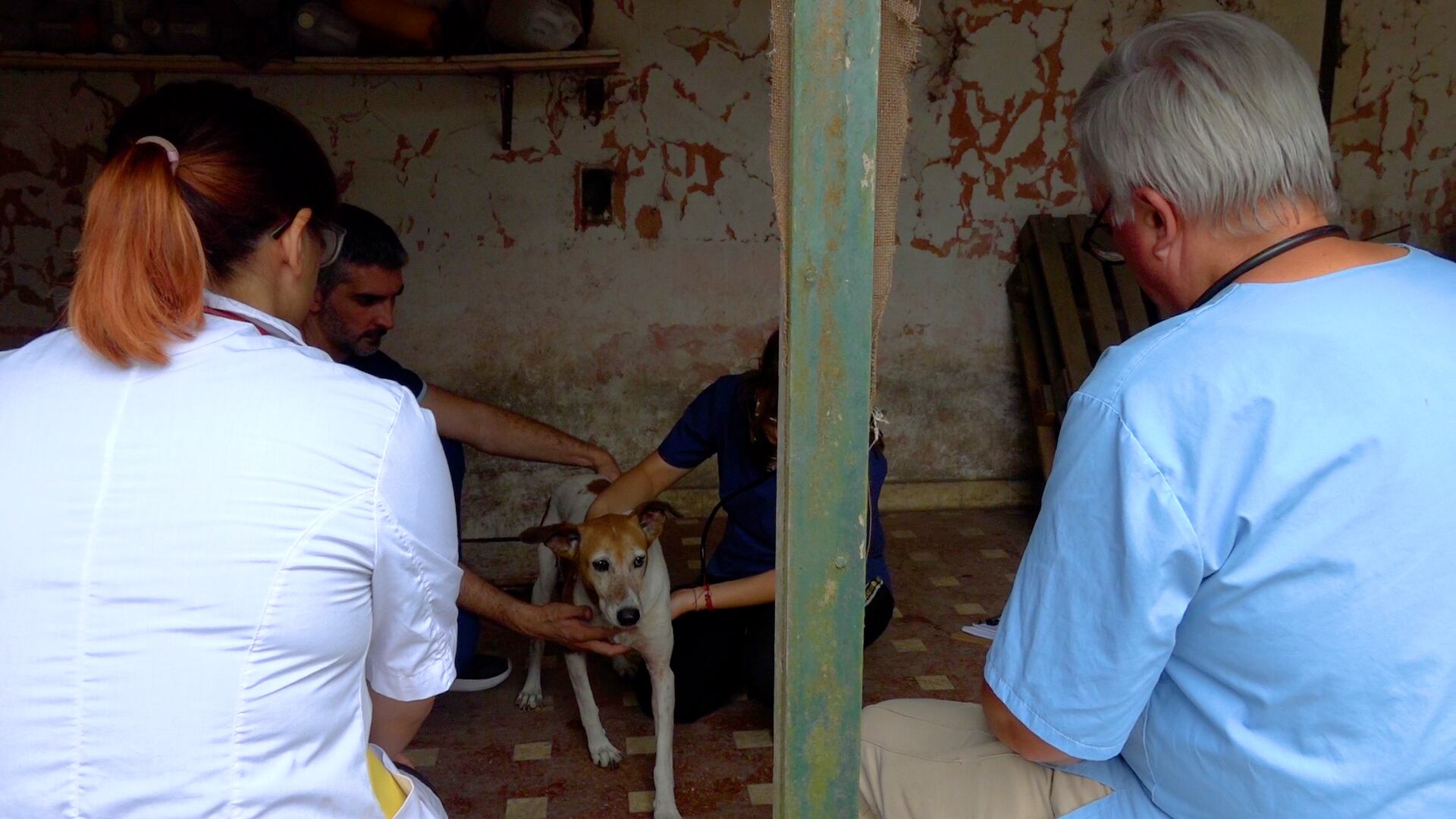 Acción perros en situación de calle.