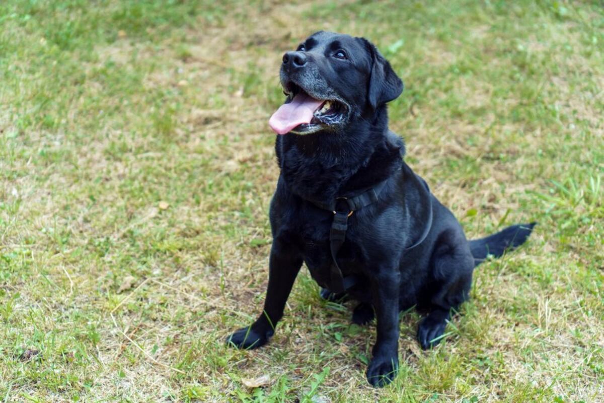 Fue a una cafetería y compró criollos: la hazaña de un perro en Córdoba