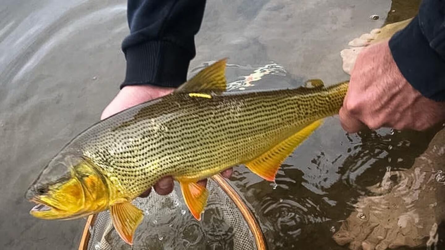 El animal captado en el río Ctalamochita.