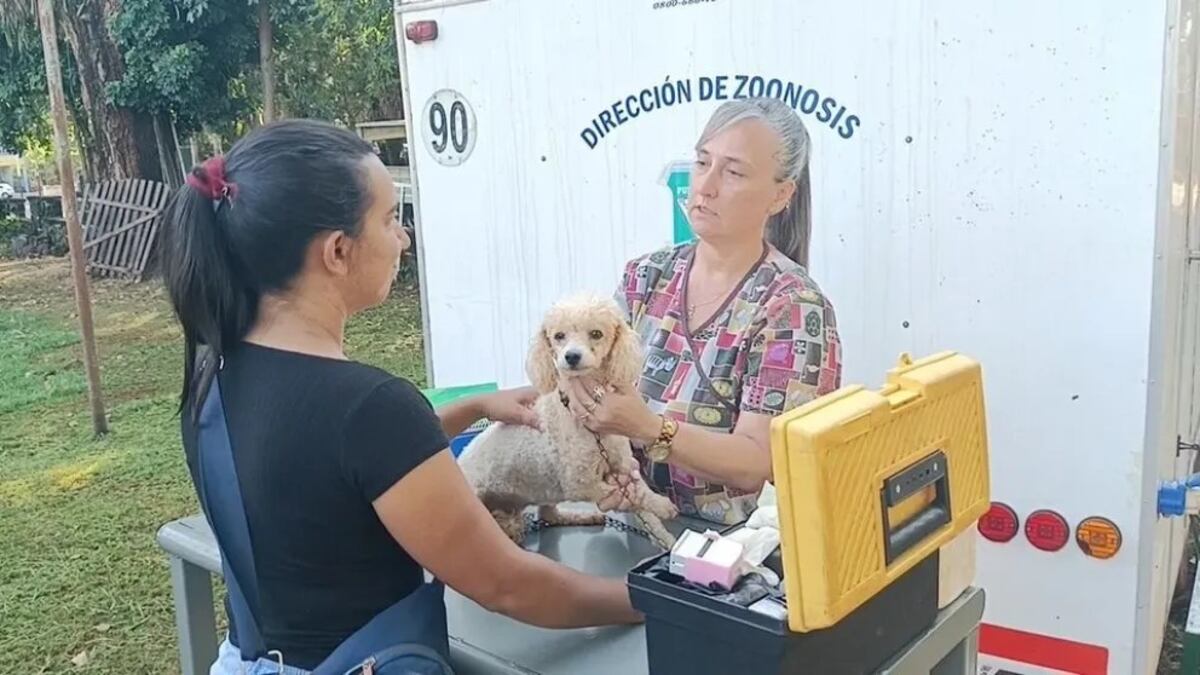 Esterilizaron más de 600 mascotas en Puerto Iguazú durante el 2023