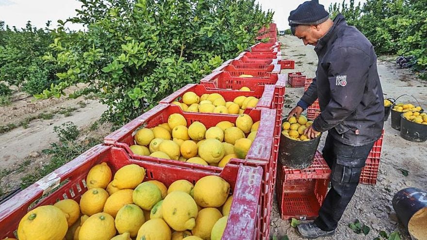 Exportacion limones