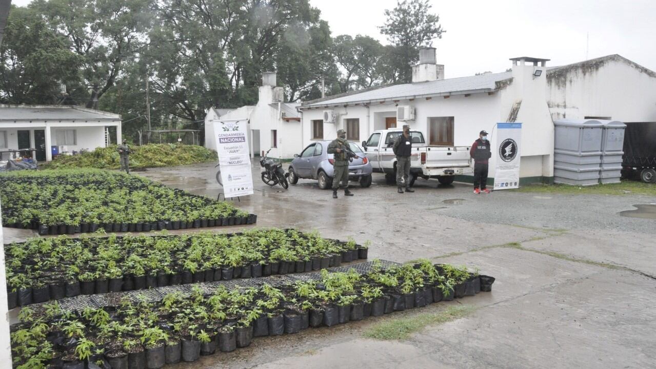 Los investigadores incautaron 10.728 plantas y plantines de “cannabis sativa”, más de 74 kilos de droga, semillas, vehículos, armas de fuego, dinero en efectivo, dispositivos electrónicos y elementos para la elaboración de estupefacientes.