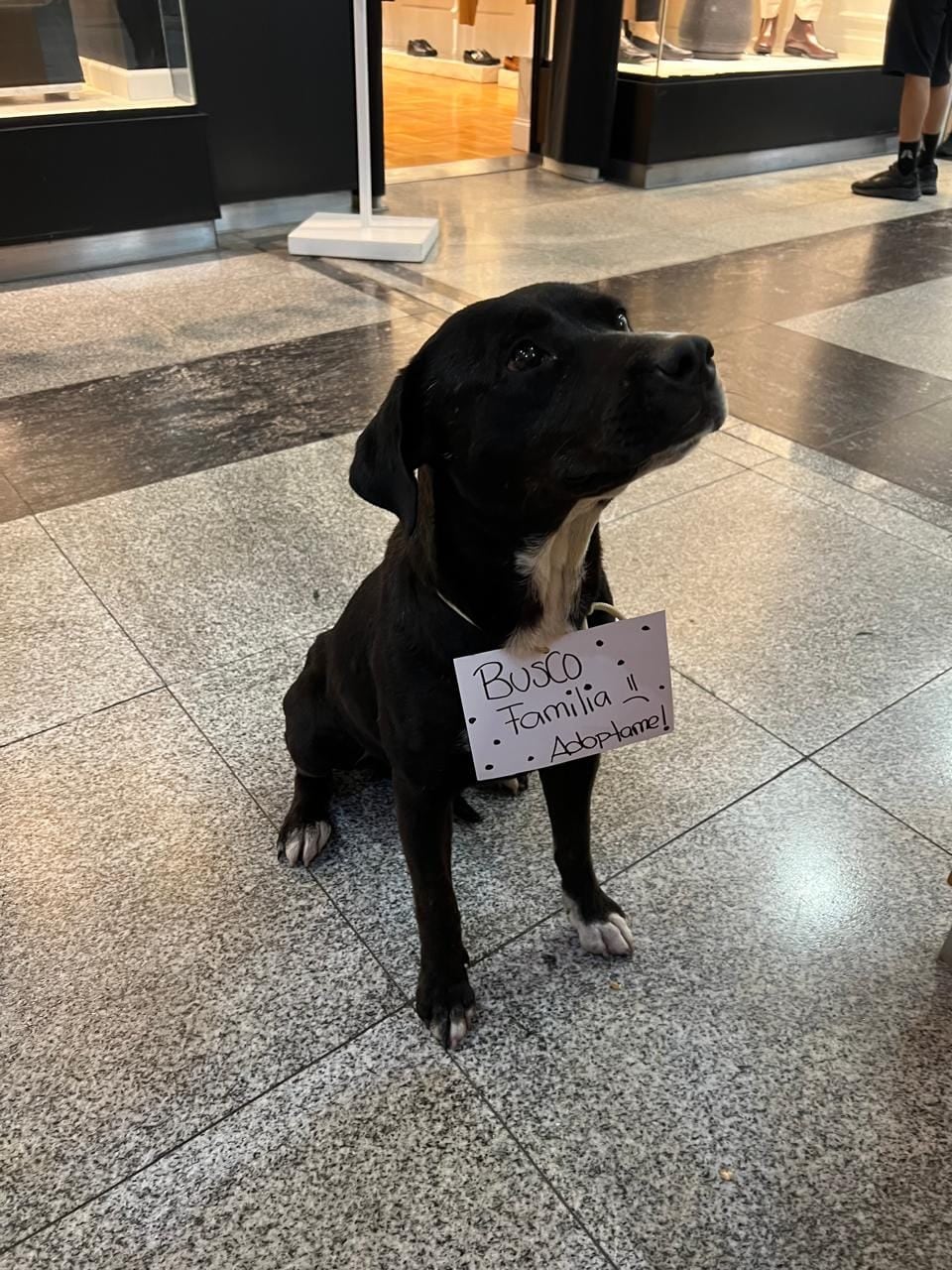 La perrita ingresó al shopping para refugiarse de la lluvia.