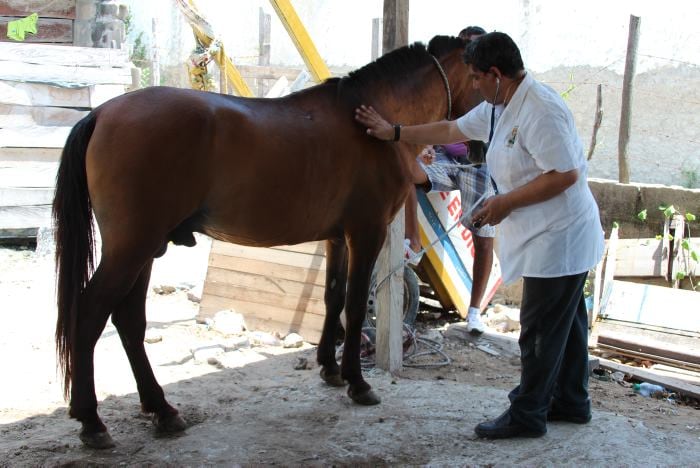 Veterinarios haciendo exámen previo a una castración