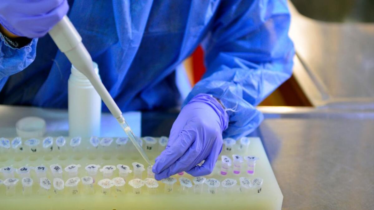 Investigadores aseguran que la vacuna contra la gripe reduce las posibilidades de contagiarse Coronavirus