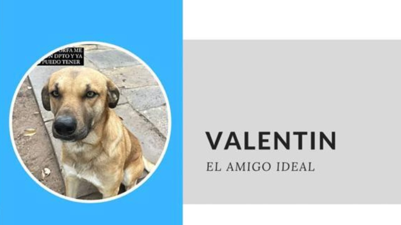 Amor puro: armaron el CV de un perrito para darlo en adopción y la descripción es imperdible. Foto: Twitter.