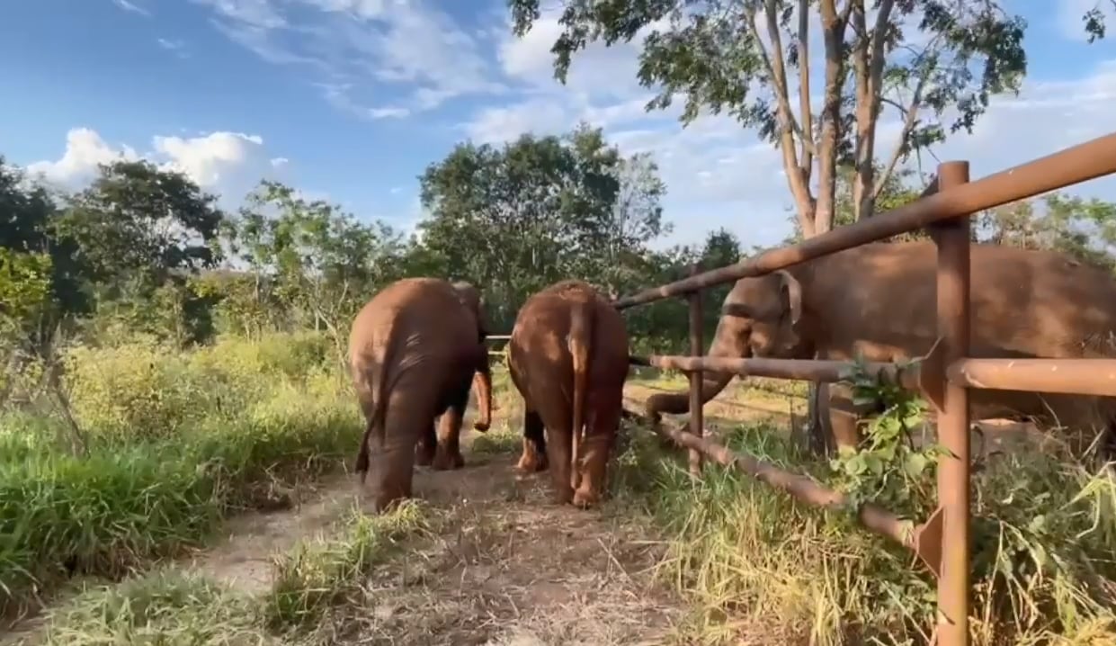 “¡Bienvenidas!”: las elefantas Pocha y Guillermina ya interactuaron con toda la manada en Brasil Foto. Foto: Facebook Global Sanctuary for Elephants