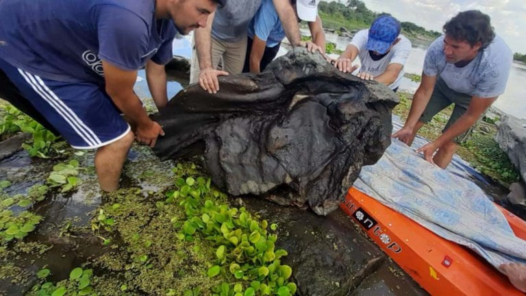 Encontraron restos de un gliptodonte. Foto: Télam.