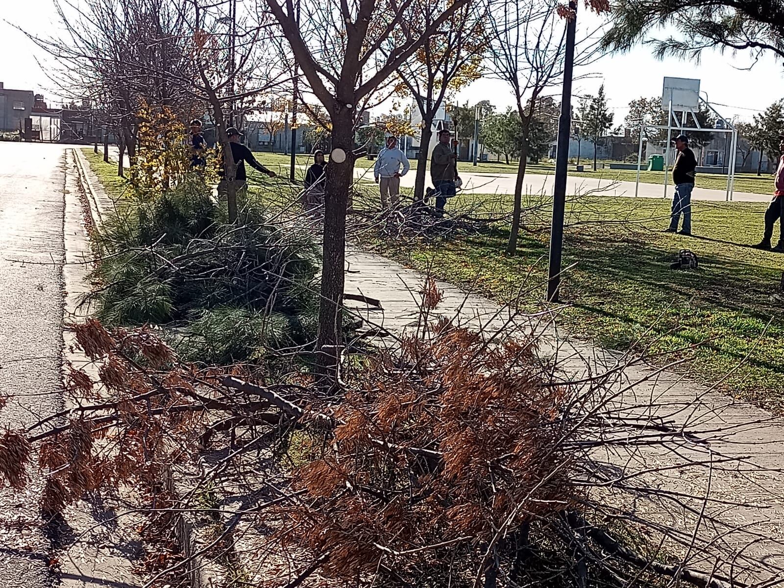 poda de árboles en  Plaza Francia y Plaza  Barrio Villa Italia