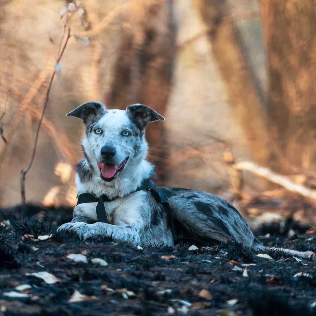 Bear fue una pieza fundamental para el rescate de más de 100 koalas de los incendios.