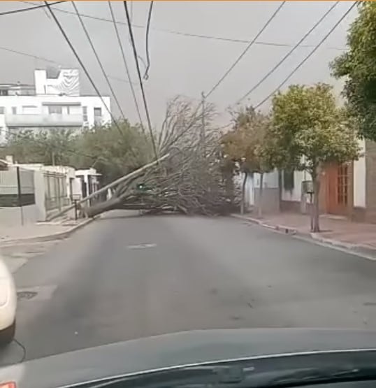 Destrozos por los fuertes vientos en San Luis.