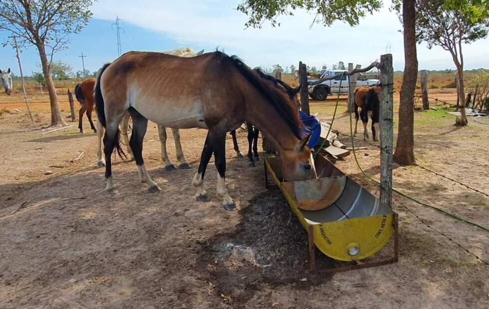 Los 56 bebederos fueron distribuidos a distintas localidades del interior de Corrientes.