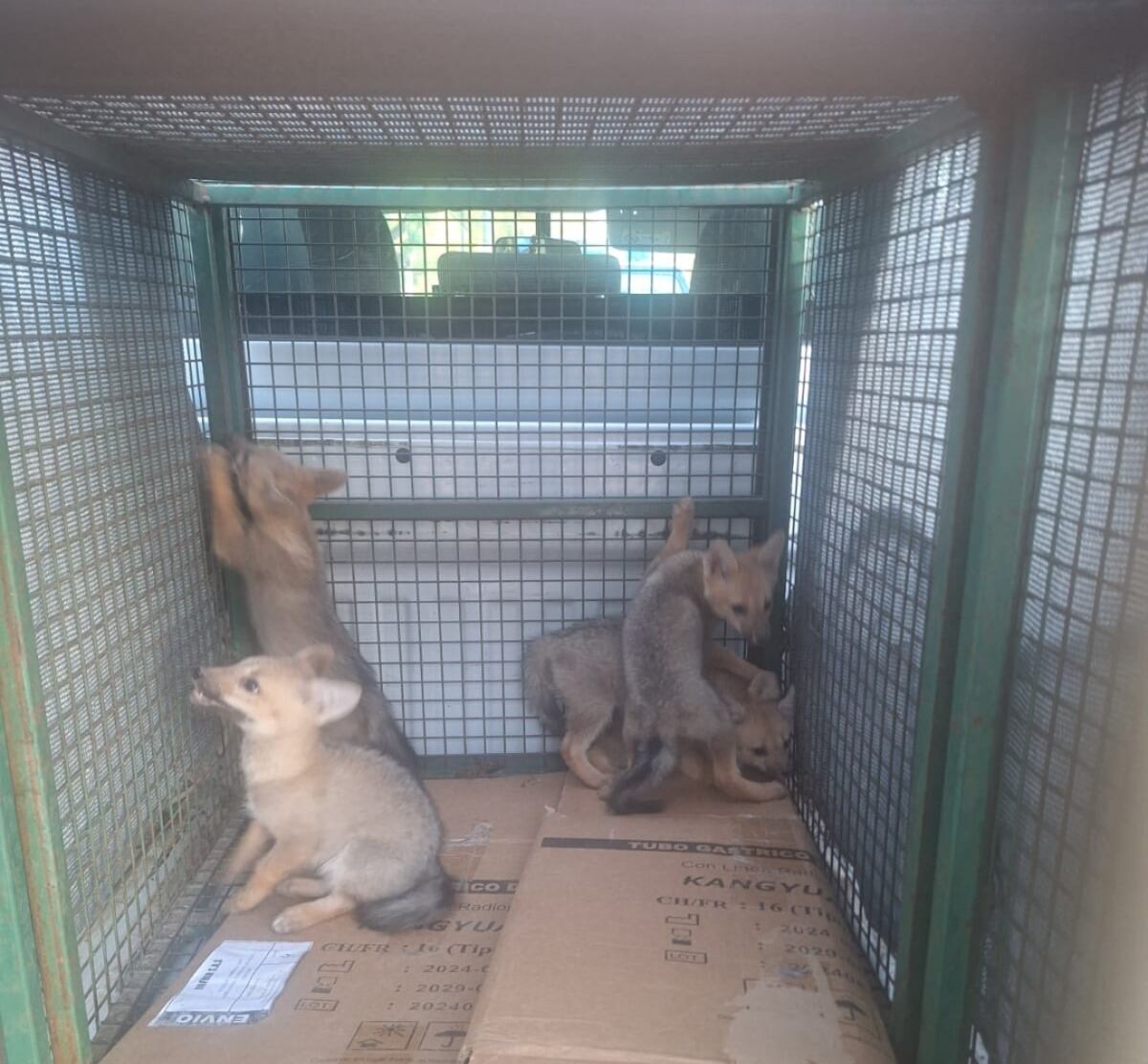 Capturaron cinco cachorros de zorro gris en Córdoba.