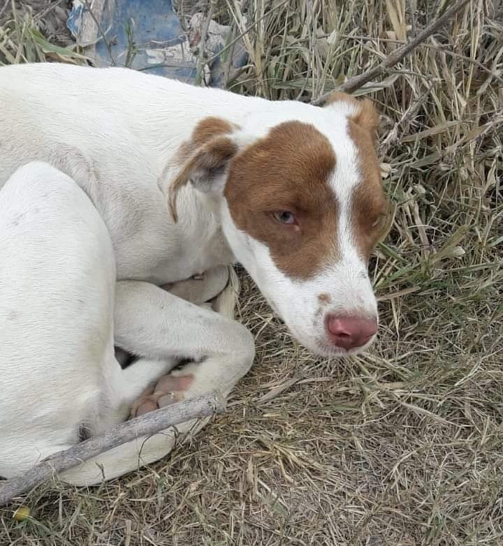 Son muchos los animales de la ciudad de Salta que buscan un hogar cálido este invierno.