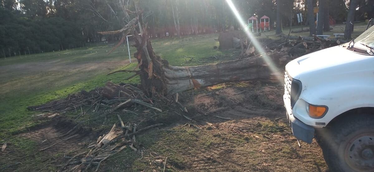 Luego de la caída de un árbol la Municipalidad trabaja en el Parque Cabañas