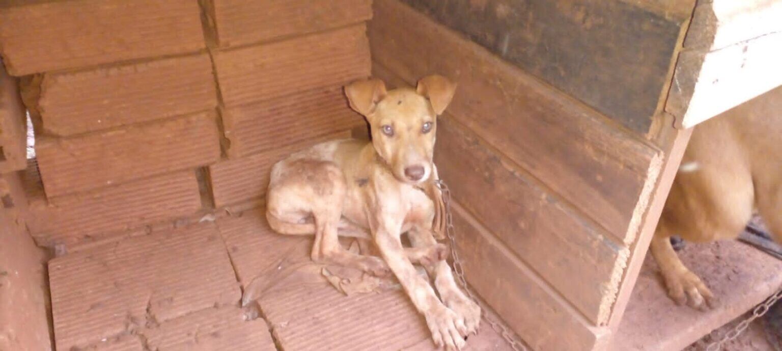 Eldorado: recuperan perritos en estado de abandono y maltrato.