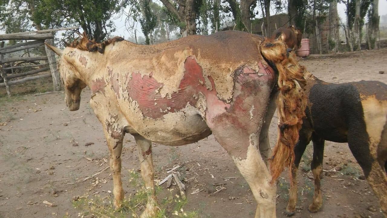 El fuego mató ganado y también al menos tres caballos, otros se salvaron de milagro pero el fuego les provocó serias heridas. 