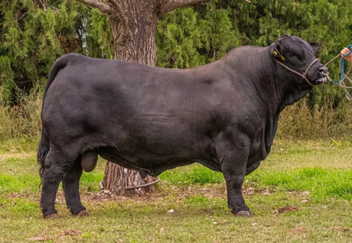 Orgullo cordobés: Morocho, el toro que se consagró en el Gran Campeonato Mundial Sudamericano