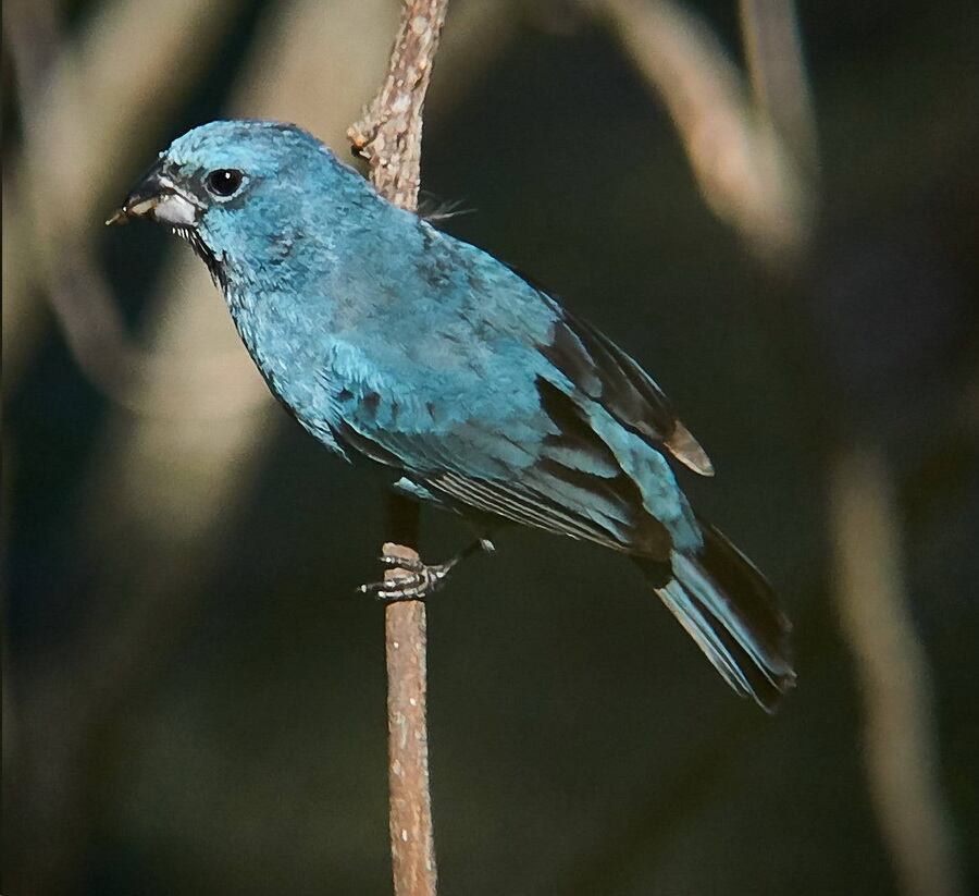 La Reina Mora es una especie proyegida y está penada su tenencia.