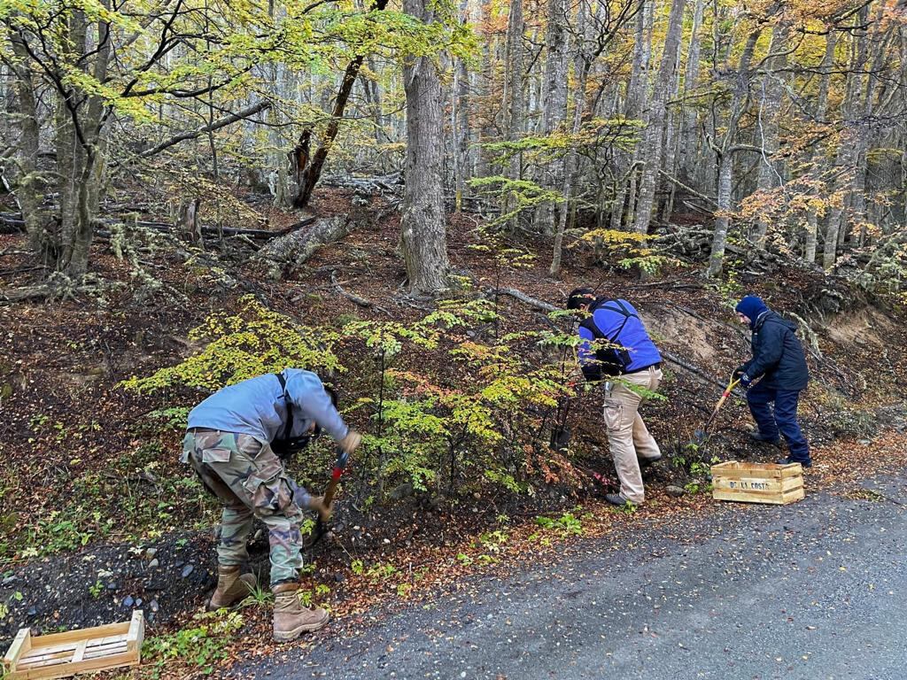 Registran un 72% de supervivencia de renovales de lenga en un plan de reforestación