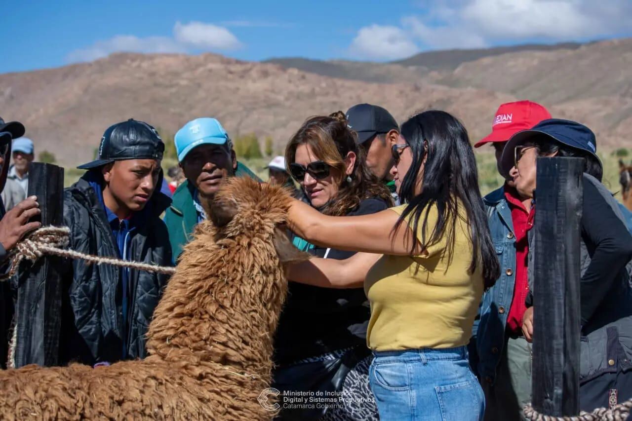 Los jueces revisan al animal.