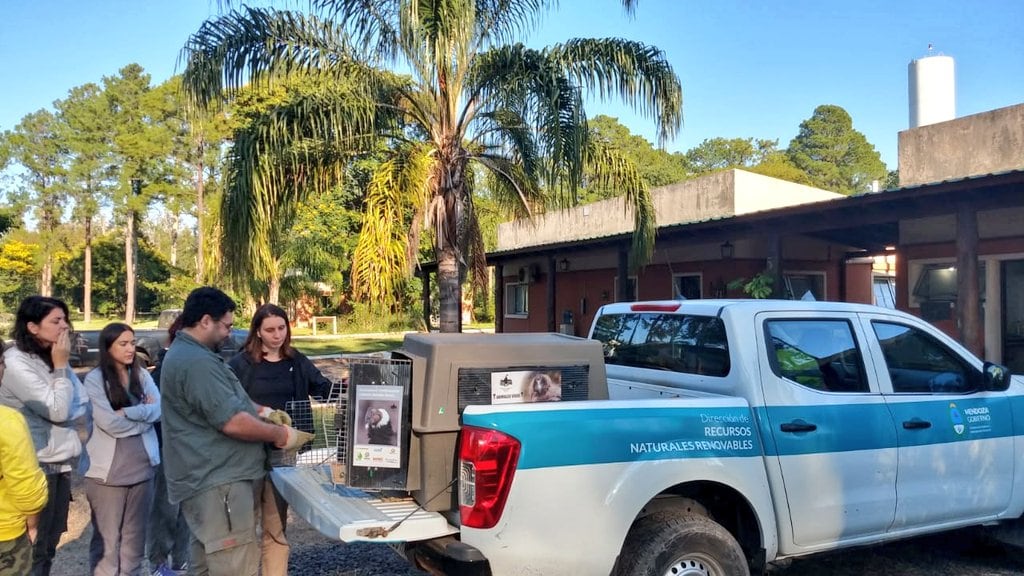 El osito melero rescatado en Mendoza ya está en Corrientes y volverá a su hábitat natural