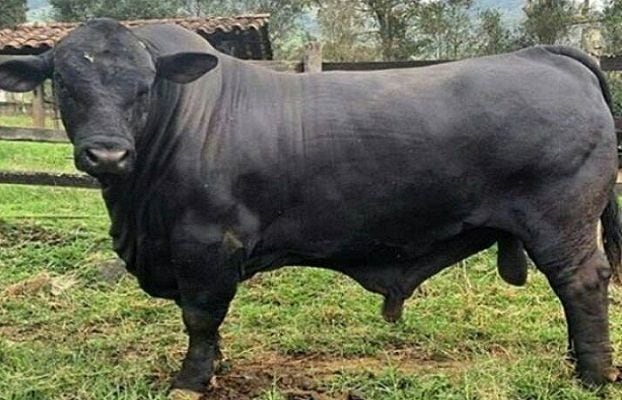 Robaron un toro en Santiago del Estero que vale más de un millón de pesos.