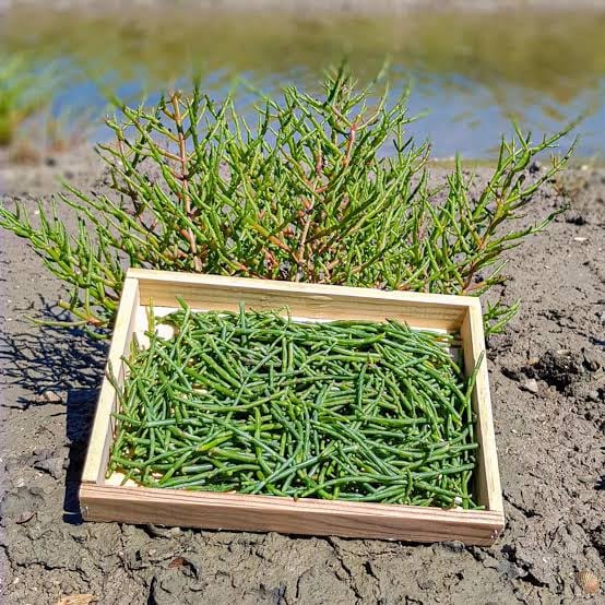 Salicornia o espárrago de mar.