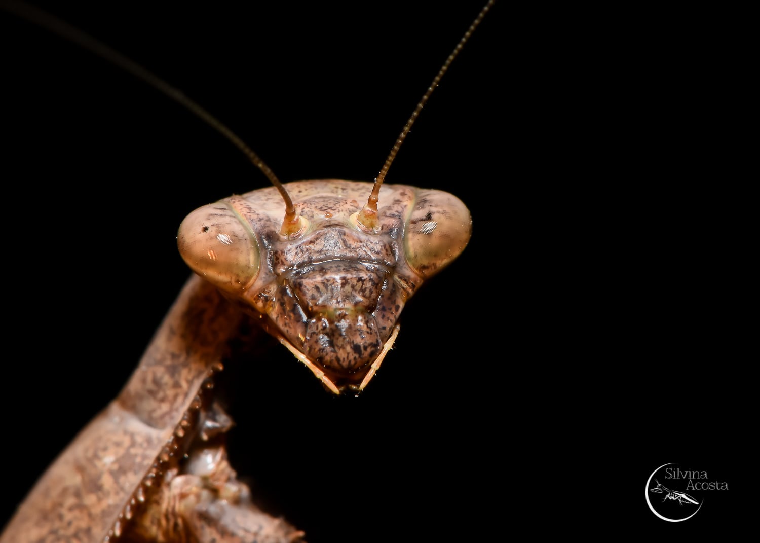 Retrato de Mantys religiosa.