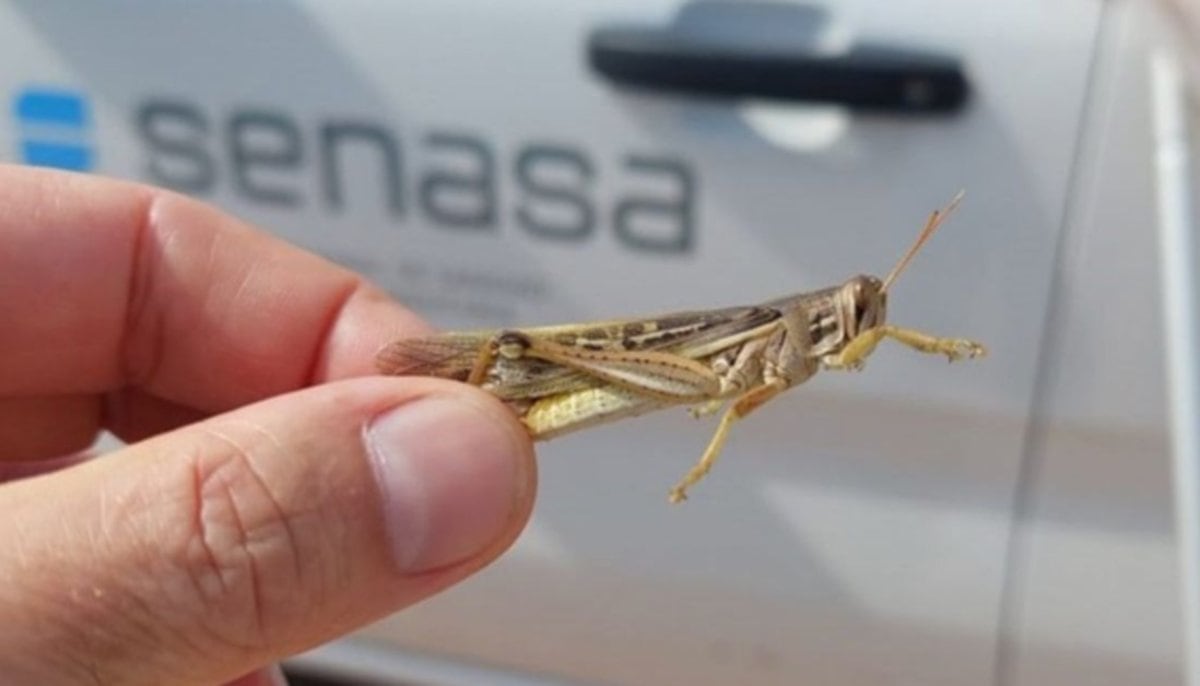 INSECTO. Ejemplar de langosta sudamericana en el norte de Córdoba. (Senasa)