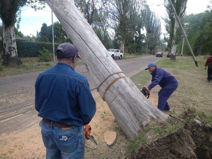 Las ráfagas de viento superaron los 100 kilómetros lo que generó la caída de decenas de árboles y grandes ramas en distintas zonas de San Rafael.