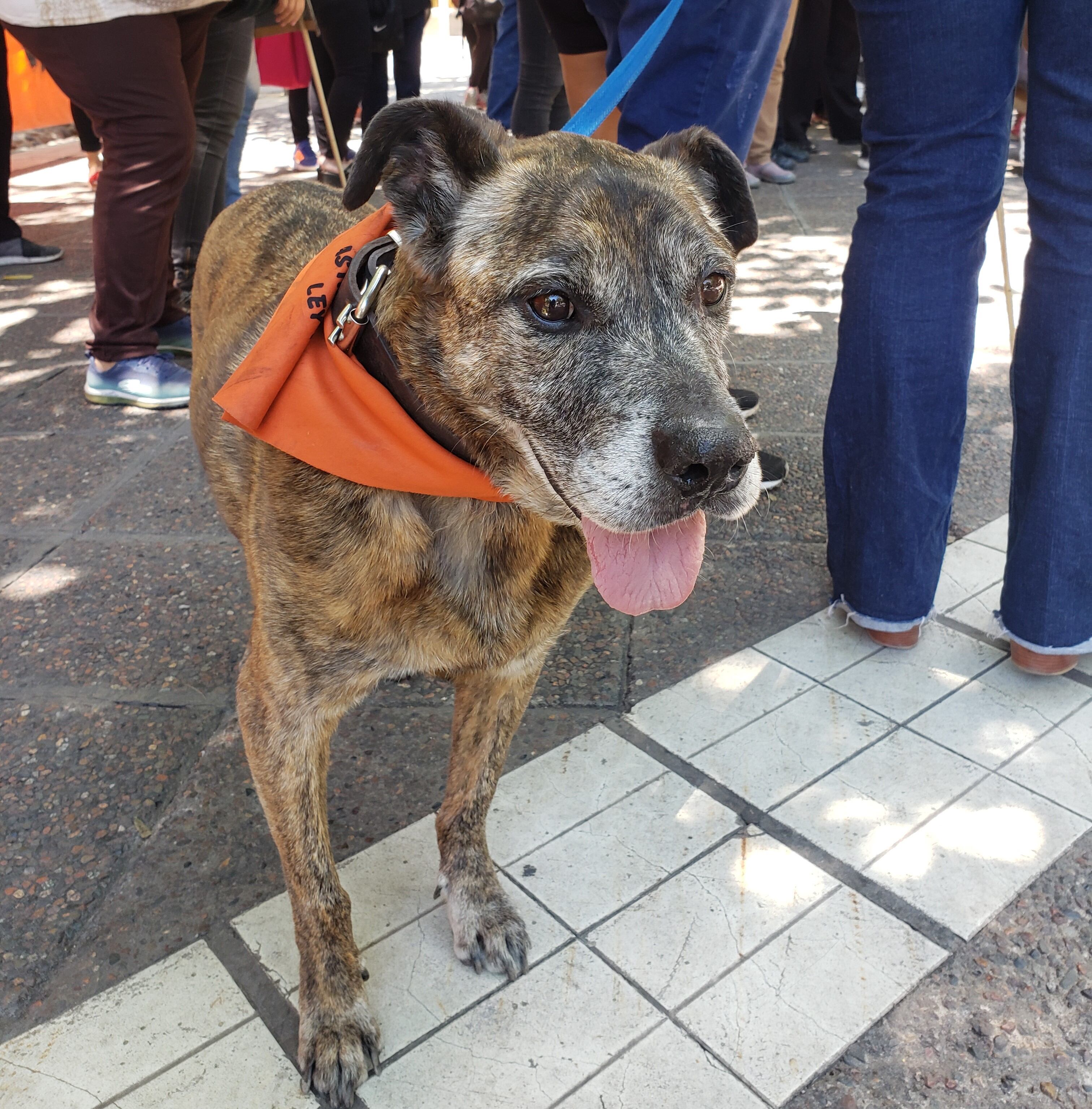 El perro que tuvo un terrible accidente tras explotarse un petardo en su boca.