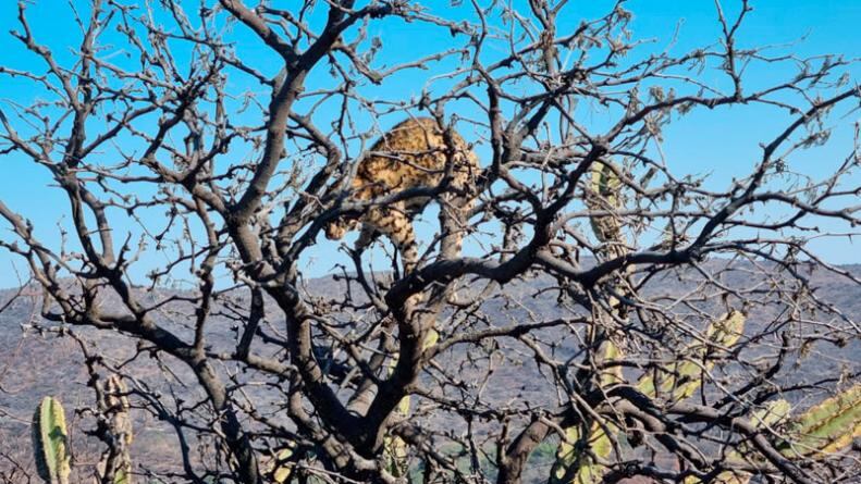 El animal habría muerto sofocado por el humo en la zona.