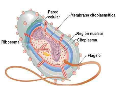 Salmonella