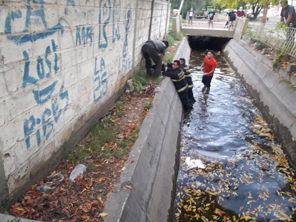 Los vecinos llamaron a los efectivos de bomberos para rescatar al animalito. Foto 