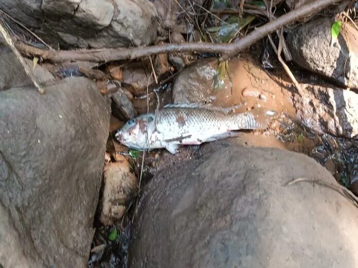 Autoridades investigan la muerte de decenas de peces en la Represa Urugua-í de Puerto Libertad.