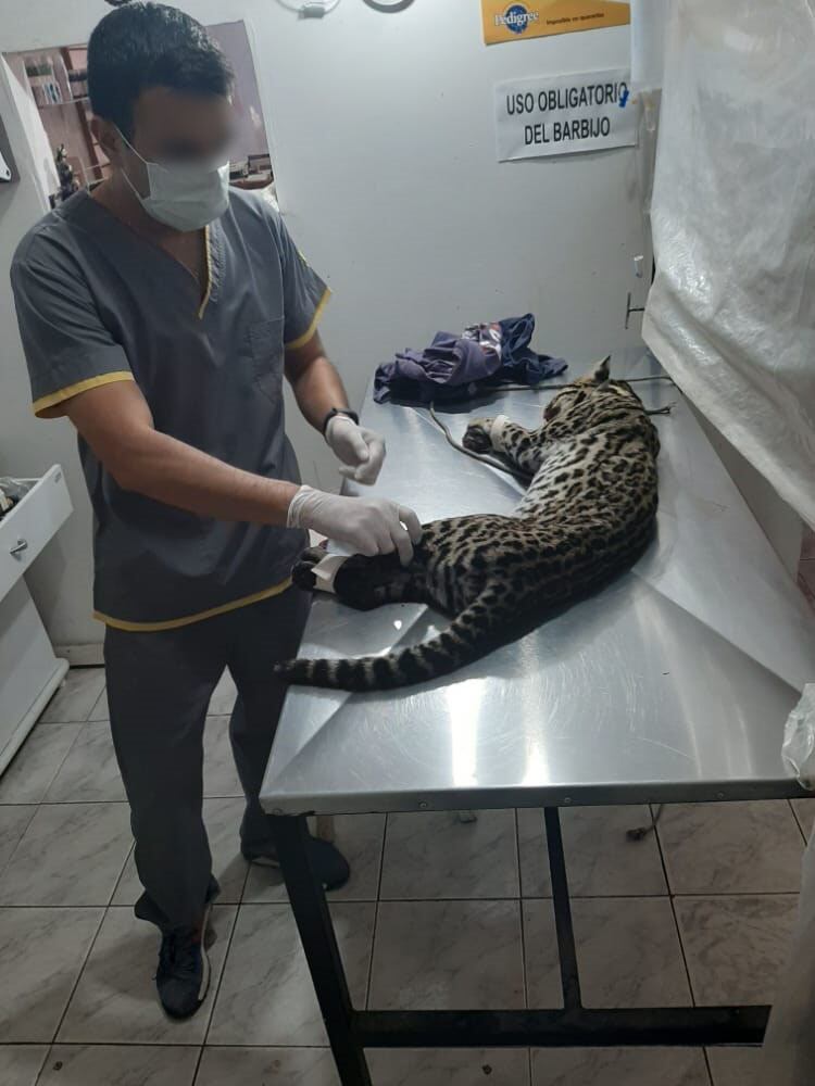 Rescataron un ocelote herido en el norte de Salta