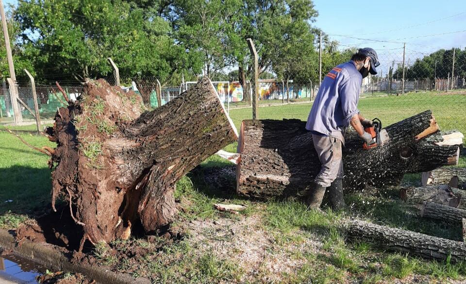 Árboles caídos por la tormenta en Rafaela