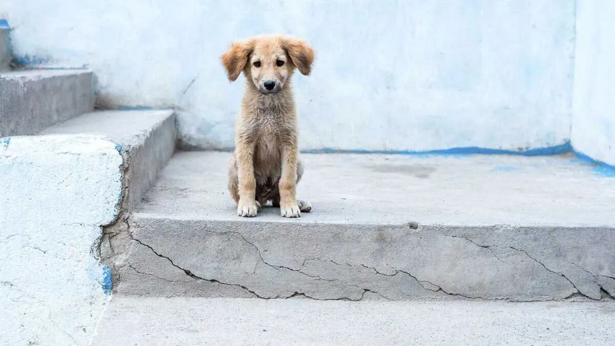 Un local mendocino tuvo un tierno gesto con unos perritos de la calle y se ganaron el amor de todos en las redes (imagen ilustrativa)