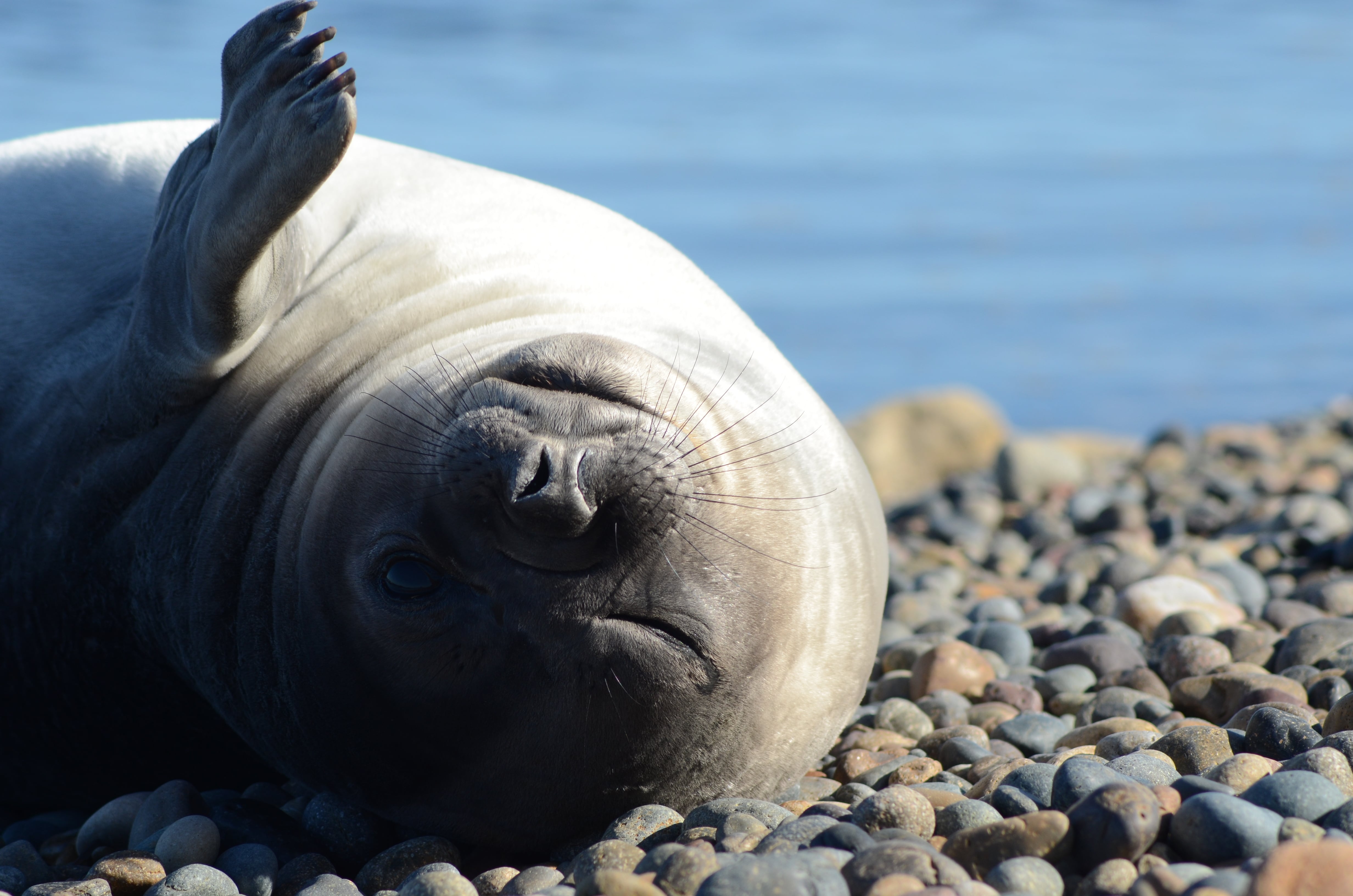 Fauna marina en Puerto Madryn, Chubut