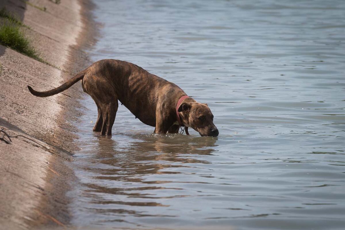 Alerta por golpes de calor: consejos para prevenir riesgos en plena ola de calor en Carlos Paz