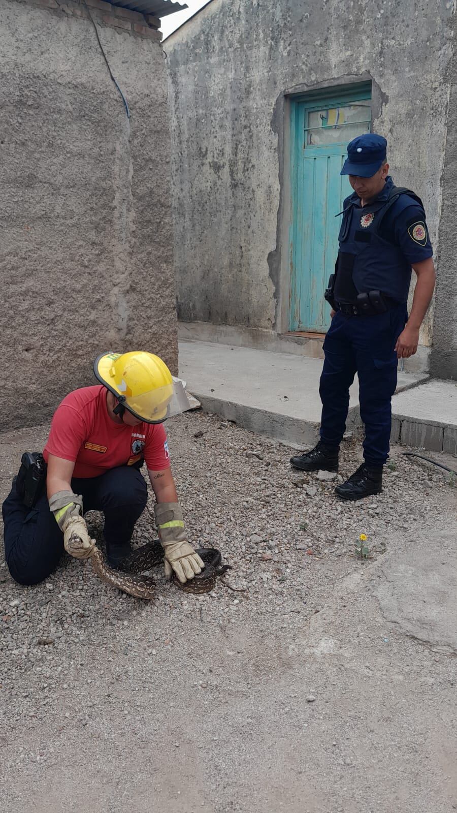 El animal capturado en San Francisco del Chañar.