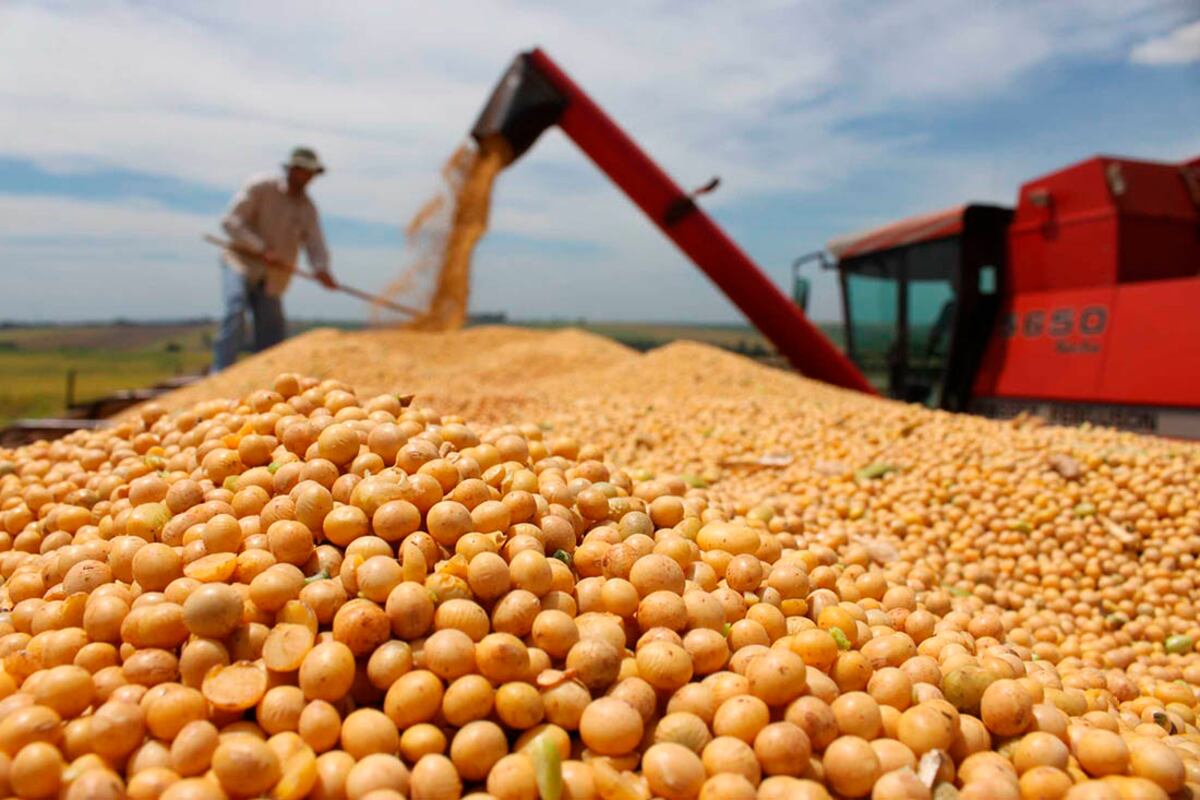Cierre de exportaciones de harina de soja: declaran alerta en Santa Fe