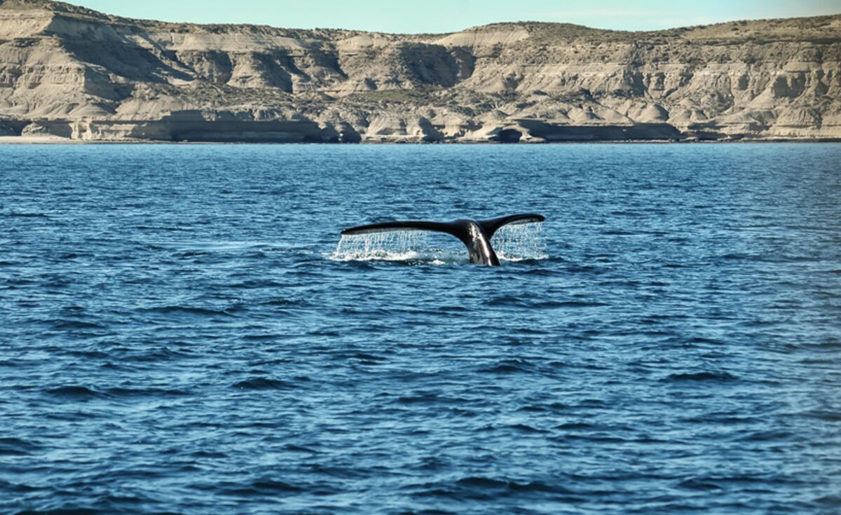 Las impresionantes imágenes de ballenas y toninas que sorprendieron a pescadores en Rawson