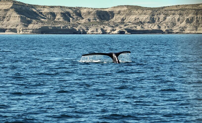 Aparecieron majestuosas ballenas y toninas en Chubut.