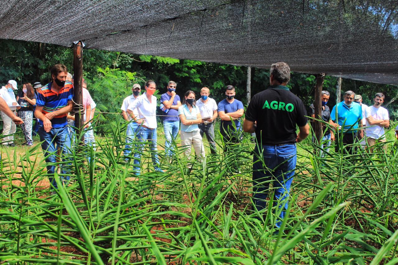 Realizaron una jornada técnica en cultivo de jengibre en varios municipios de la zona centro