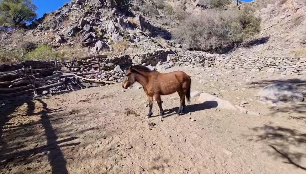 "Petisos" en los corrales de Guzmán.