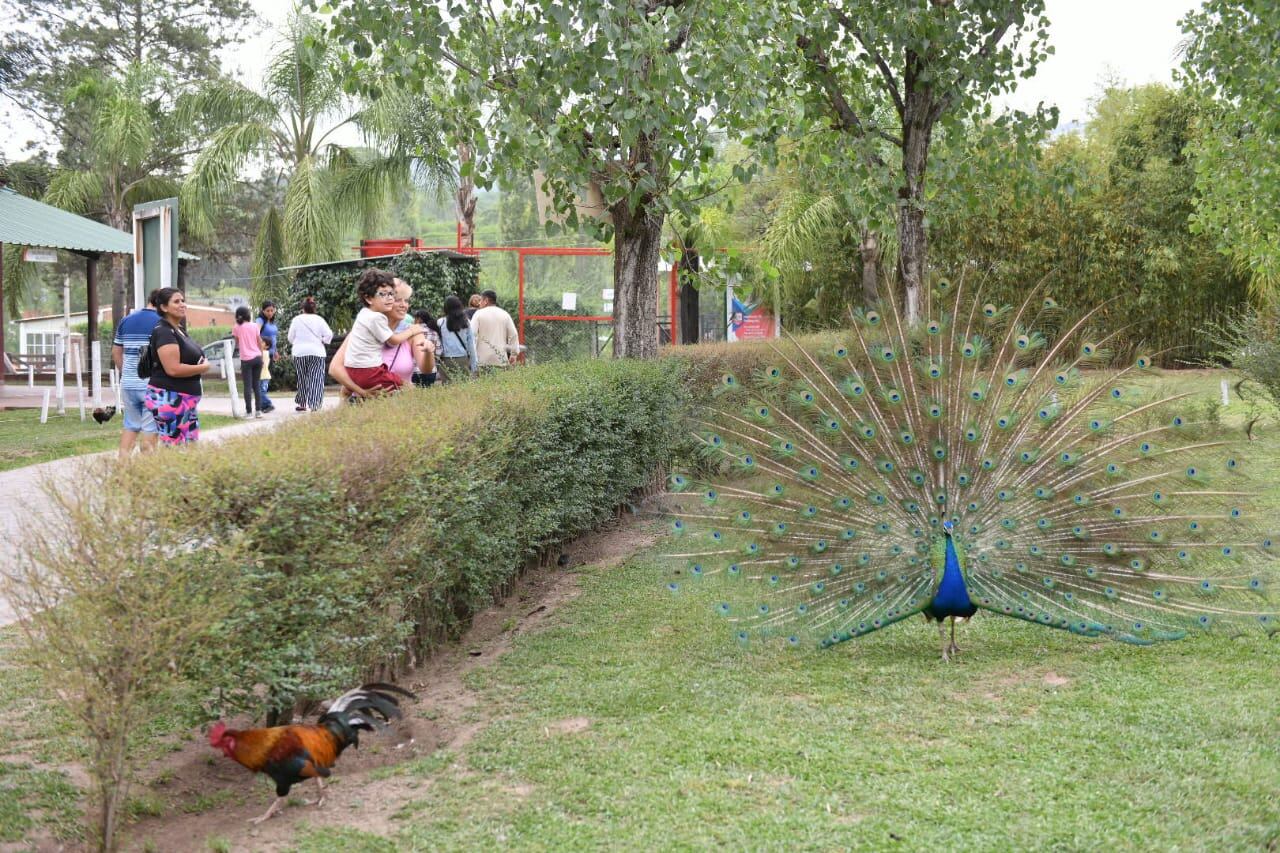 Animales de la Reserva Fitozoológica Dr. Carlos Pellegrini de San Pedro de Colalao.