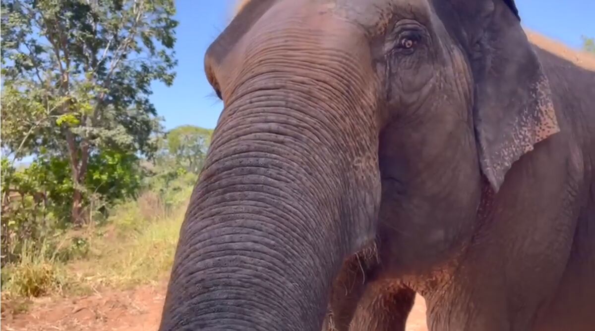 “¡Bienvenidas!”: las elefantas Pocha y Guillermina ya interactuaron con toda la manada en Brasil